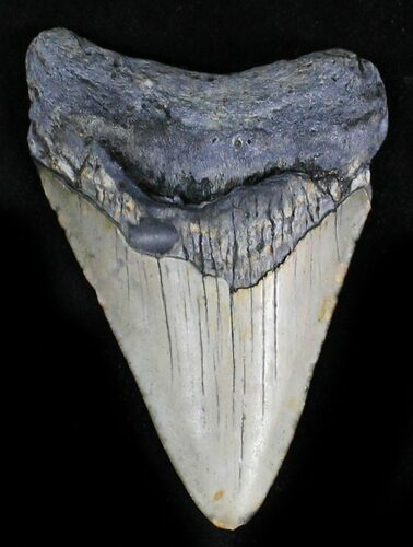 Bargain Megalodon Tooth - North Carolina #28510